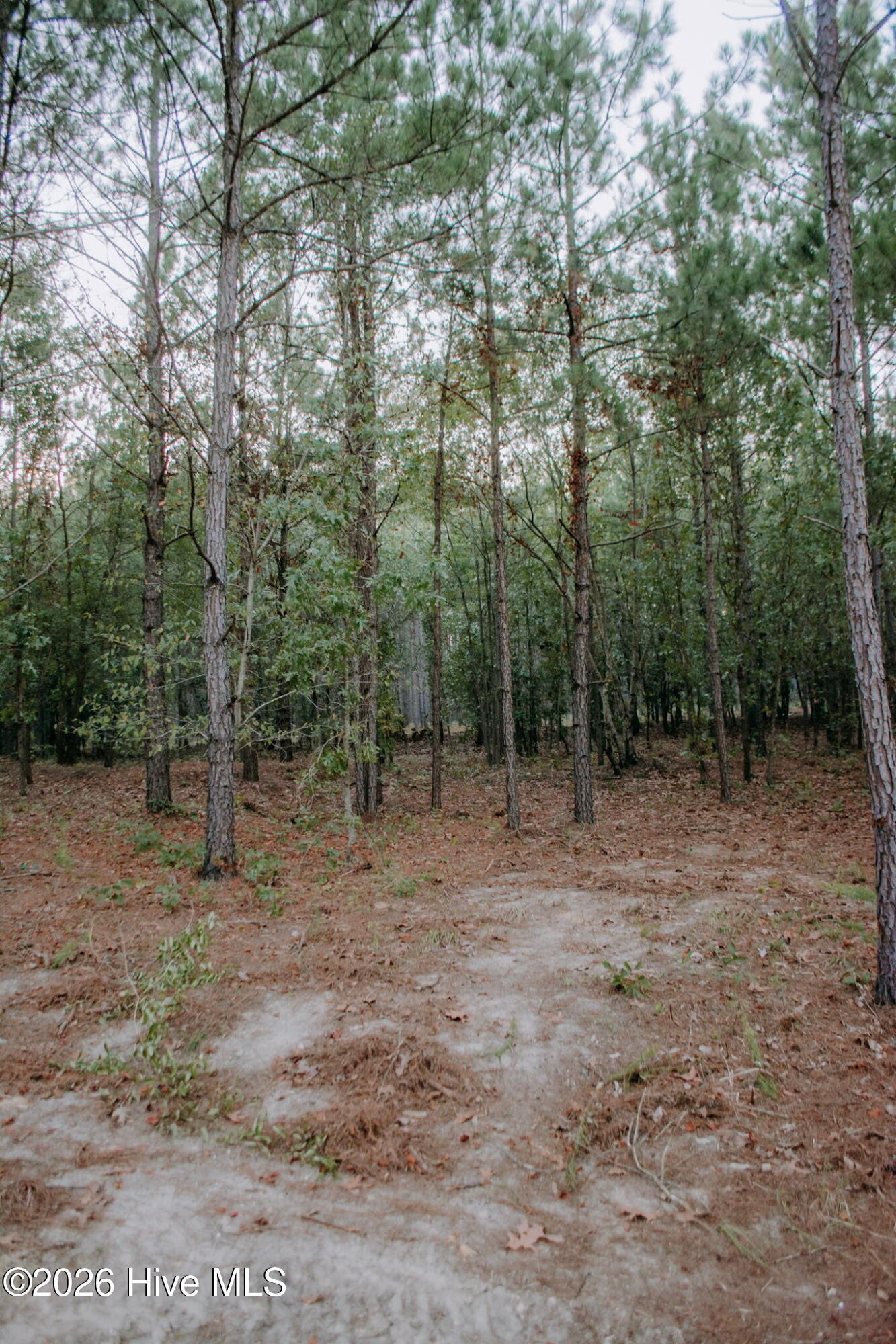 100605537 | Photo 3