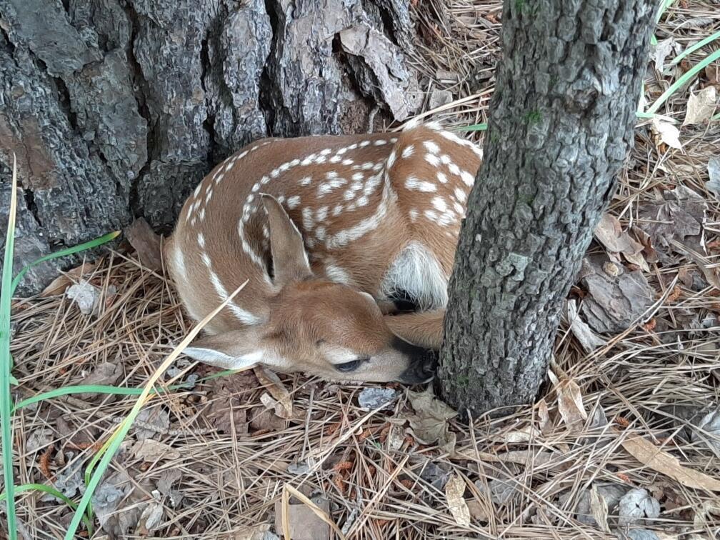 0 Gales Road, Appling, GA, 30802