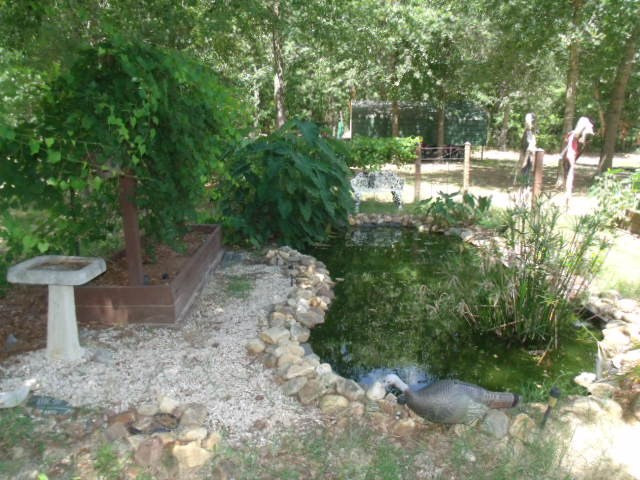 Koi Pond