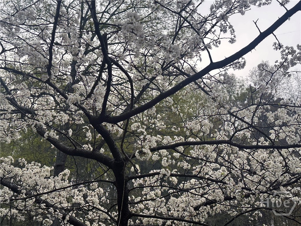 1104 Farm Road, Colbert, GA, 30628