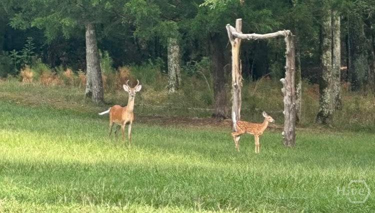 Homes for sale in Elberton, GA | 00 Bobby Brown State Park Rd, Elberton, GA 30635 | MLS# CL342588