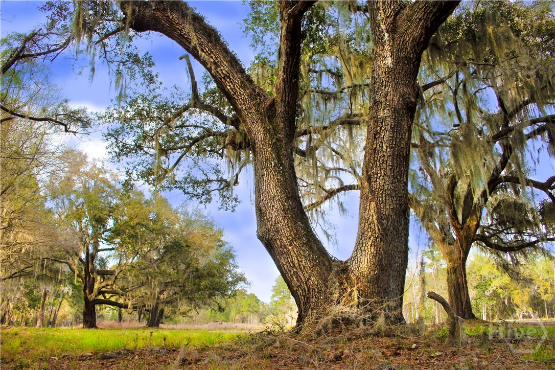 1 William's (36 lots 95 acres) Retreat, Savannah, GA, 31419