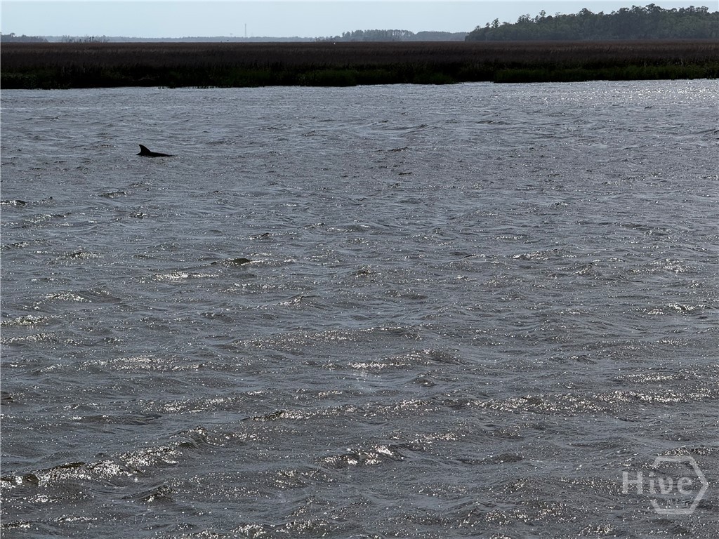 Watch the dolphins