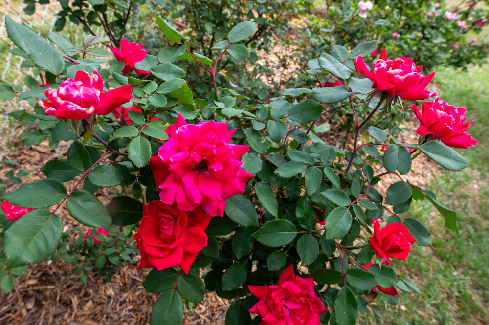 Flowers!