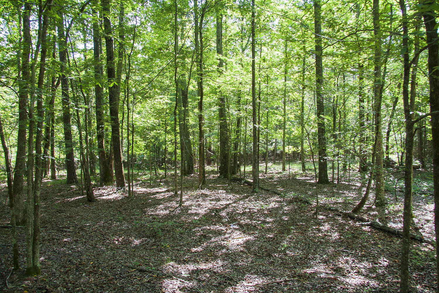 1515C HEPHZIBAH - MCBEAN Road, Hephzibah, GA, 30815