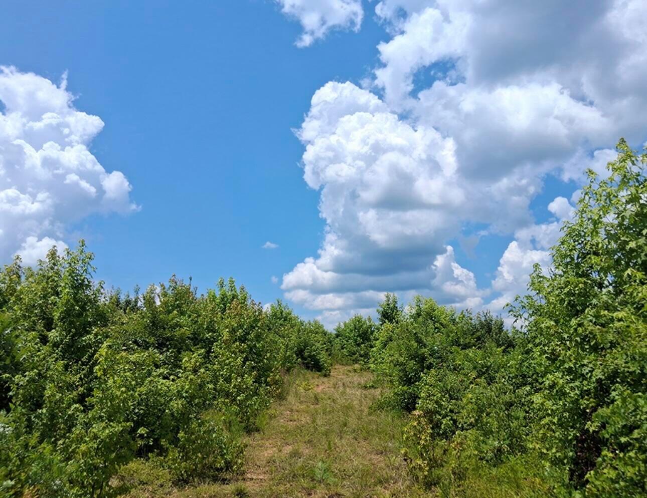 Homes for sale in Troy, SC | 30A Bowie Rd, Troy, SC 29848 | MLS# 549699