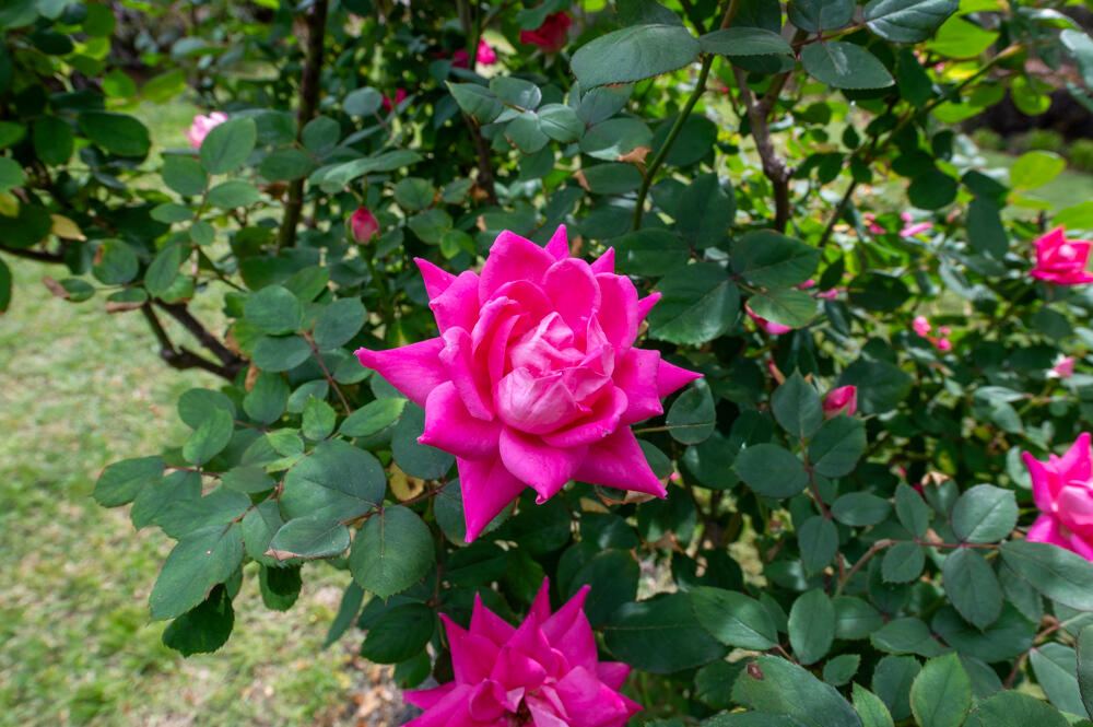 Flowers!