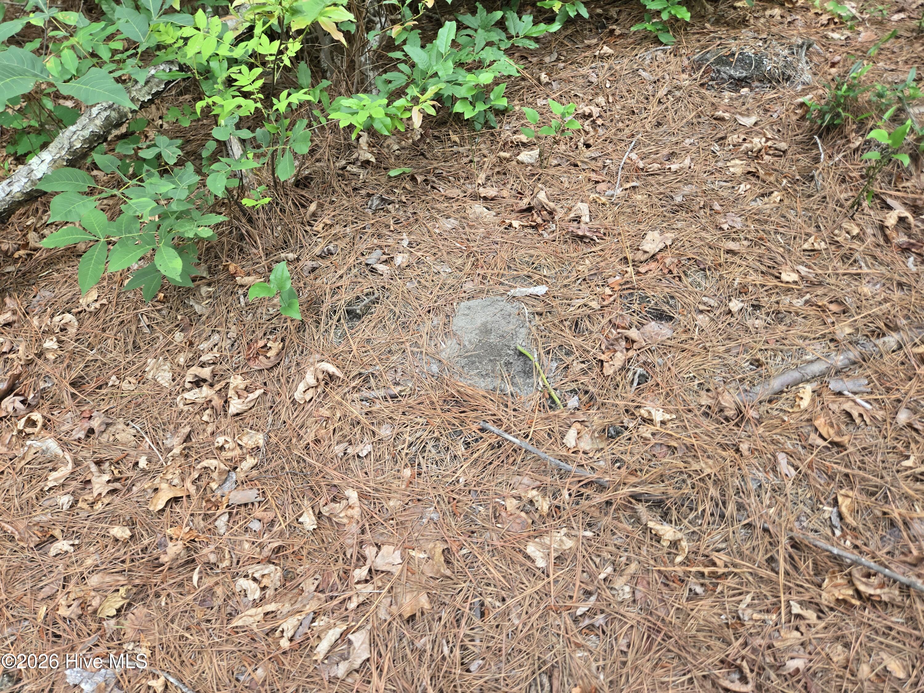 Tract 14 Belford Church Road, Jackson Springs, NC 27281 Listing Photo  13