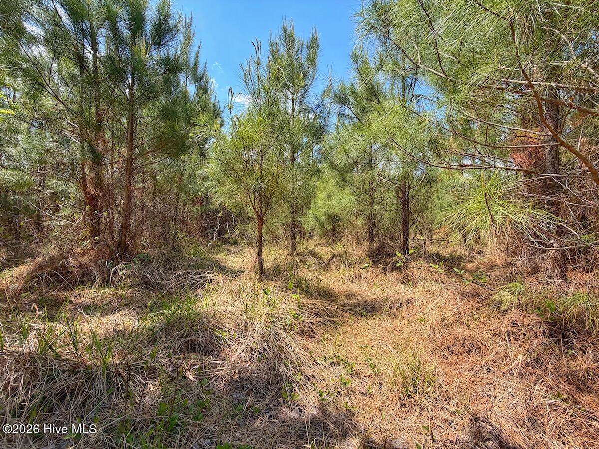 0 Guinea Mill Road, Ernul, NC, 28527