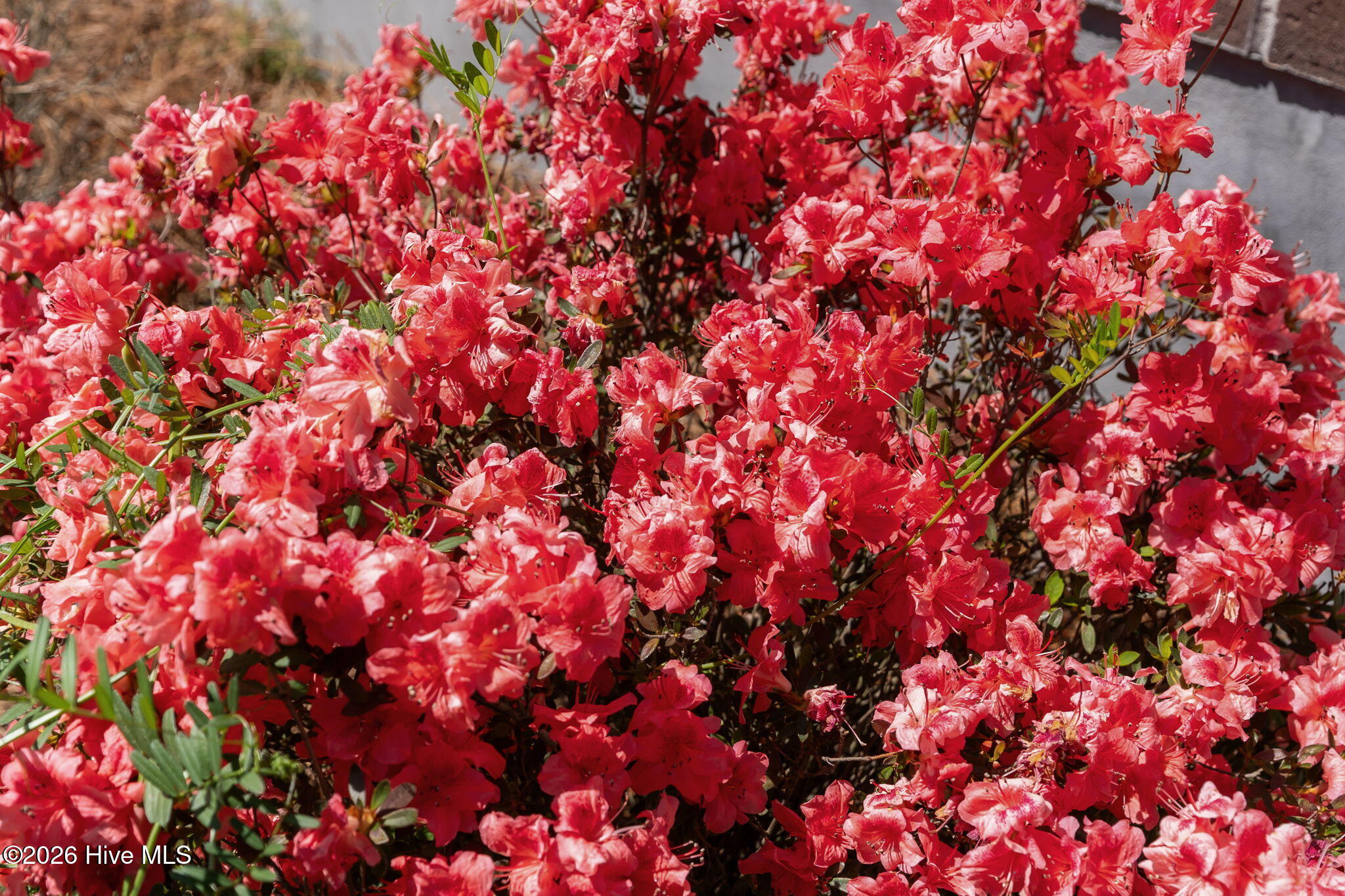 100568555 | Photo 36