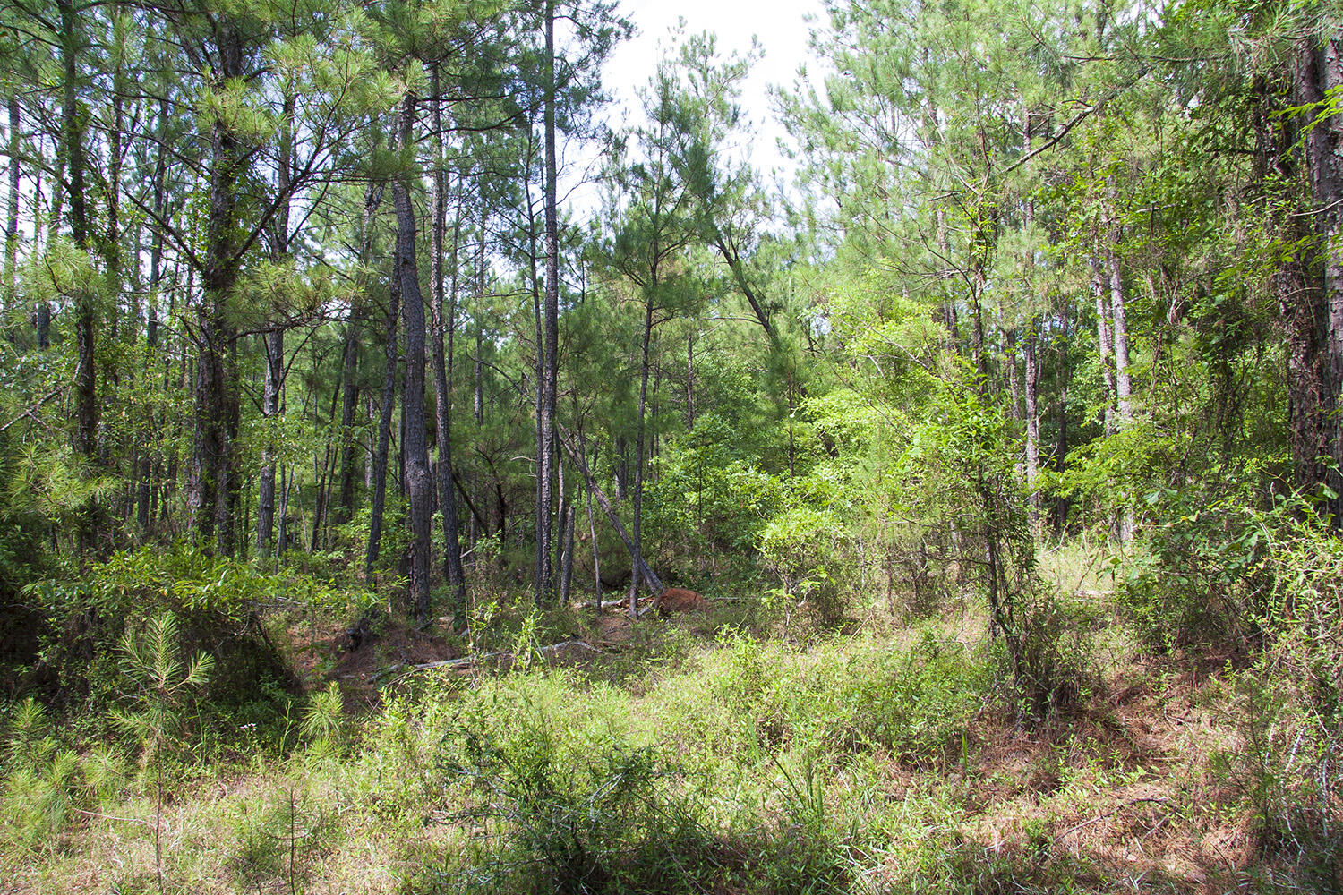 1515D HEPHZIBAH - MCBEAN Road, Hephzibah, GA, 30815