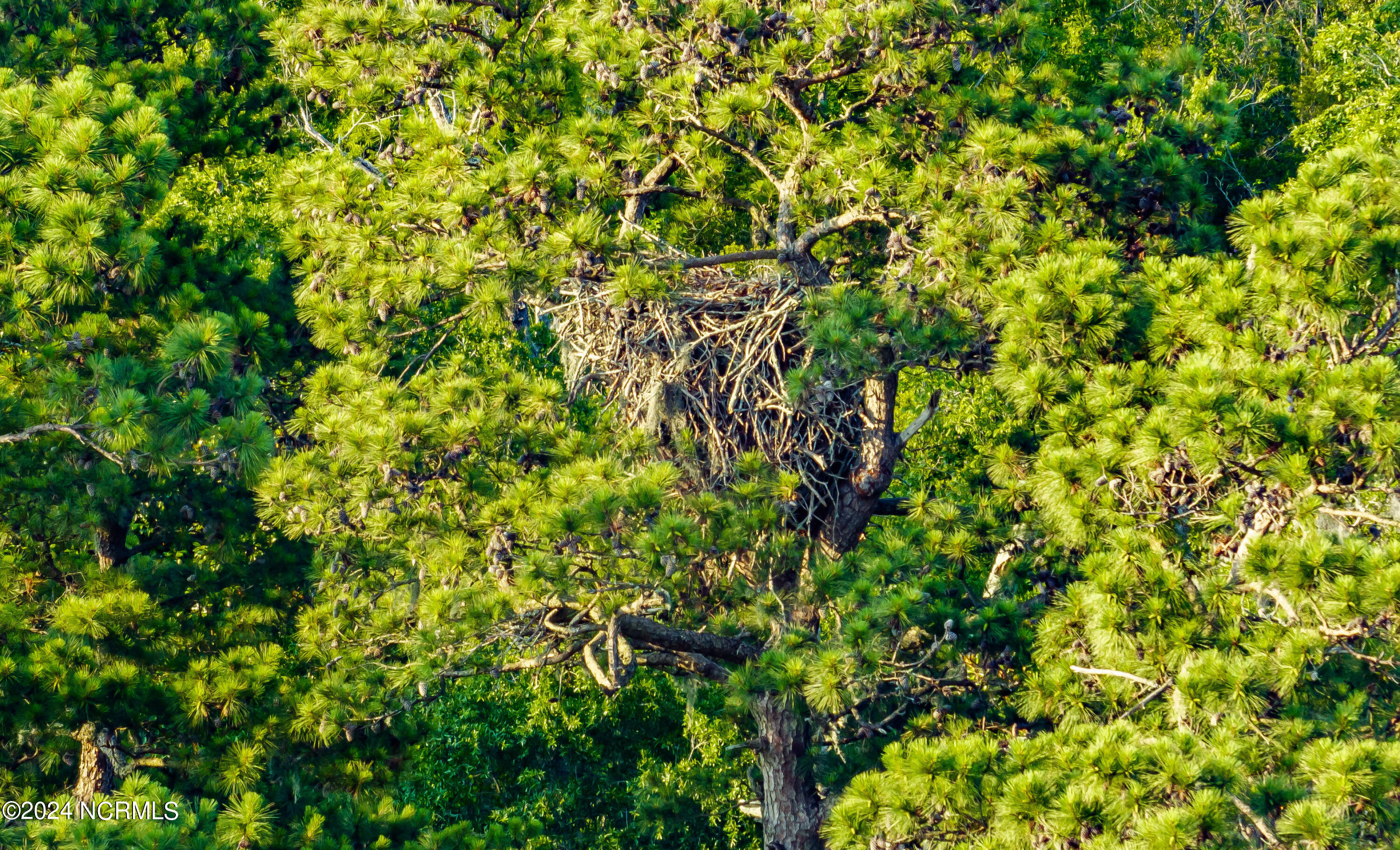 100497530 | Photo 60