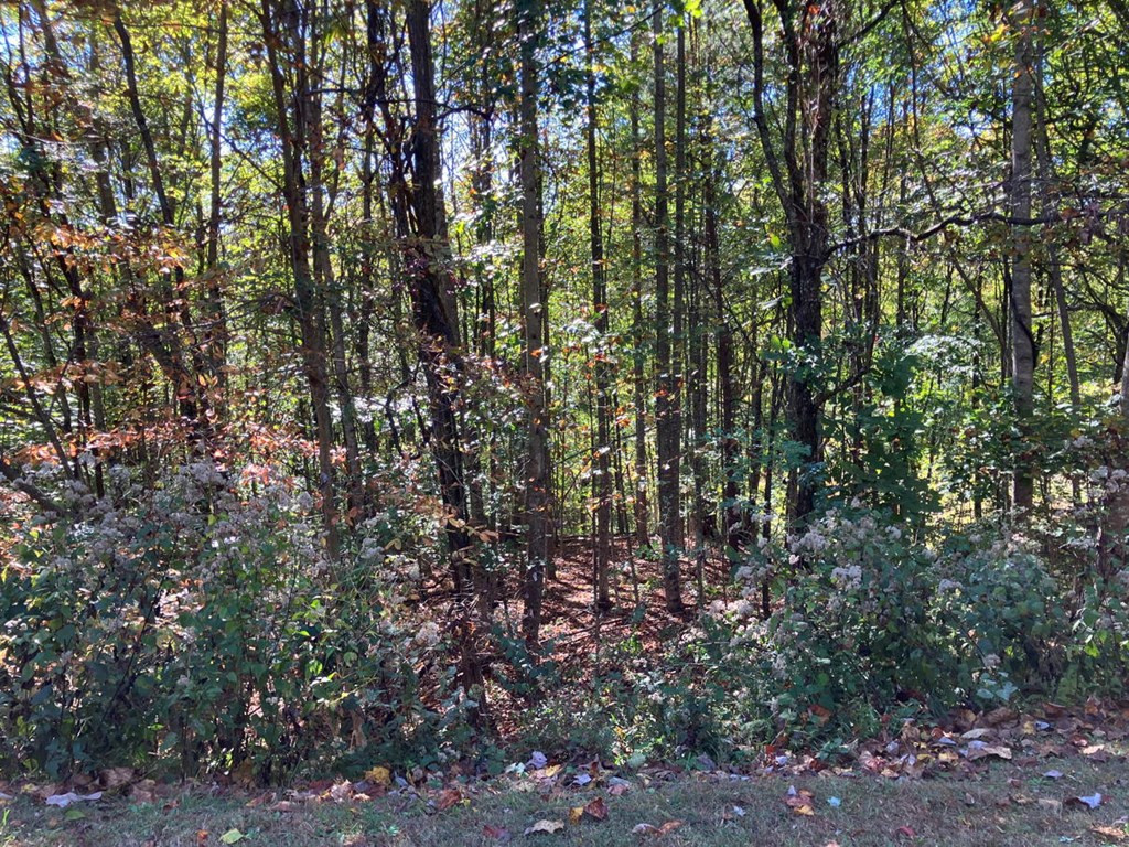 98543865 | Photo 2
