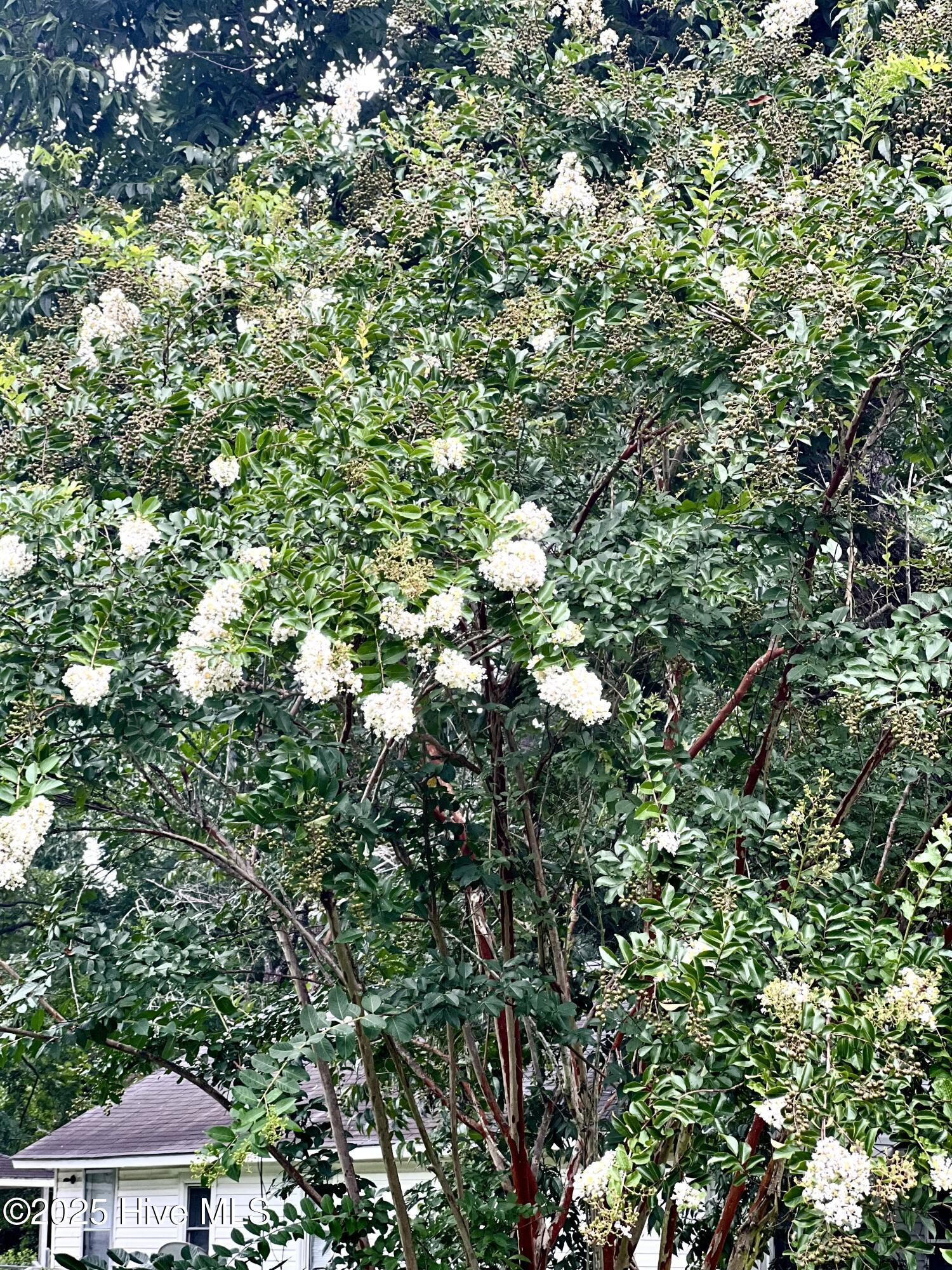 100526782 | Photo 23