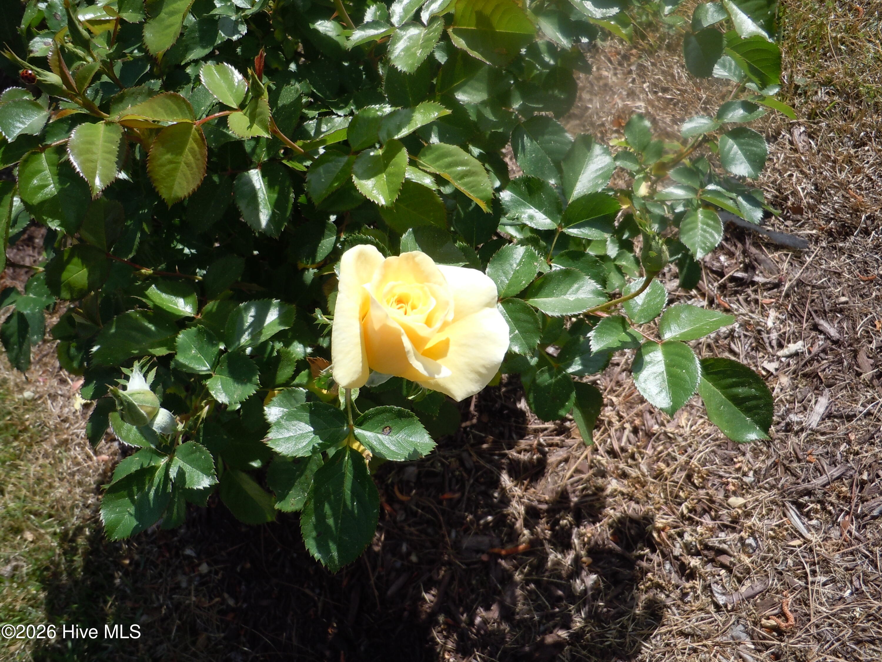 100565129 | Photo 106