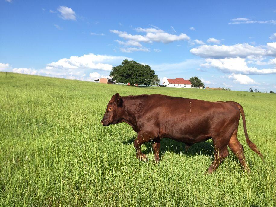 MOO!