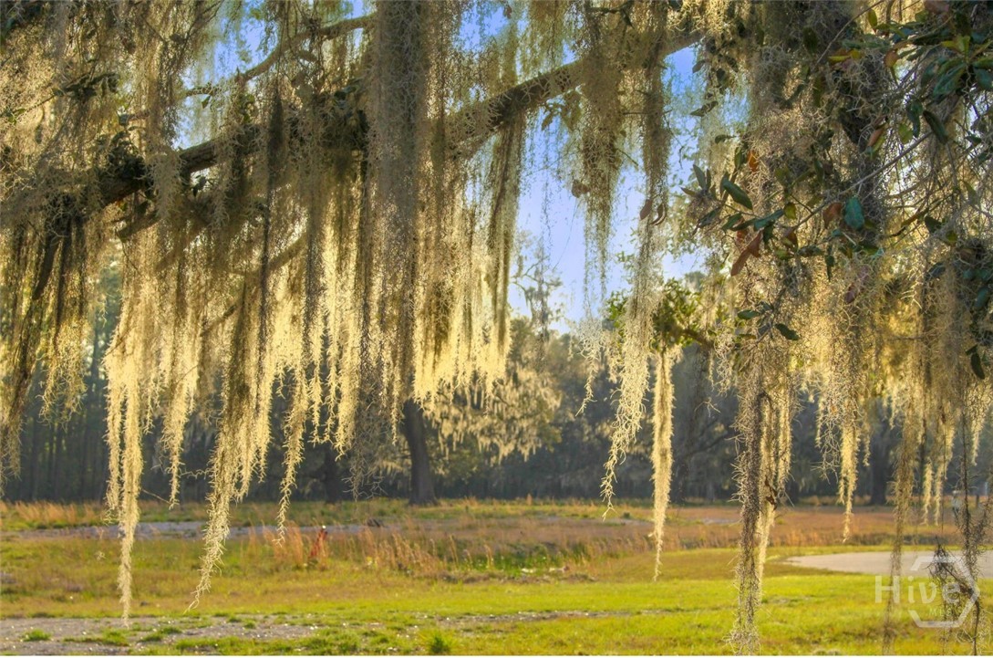 Habersham plantation has some of the most gorgeous, century old, live oak trees dripping with Spanish moss!