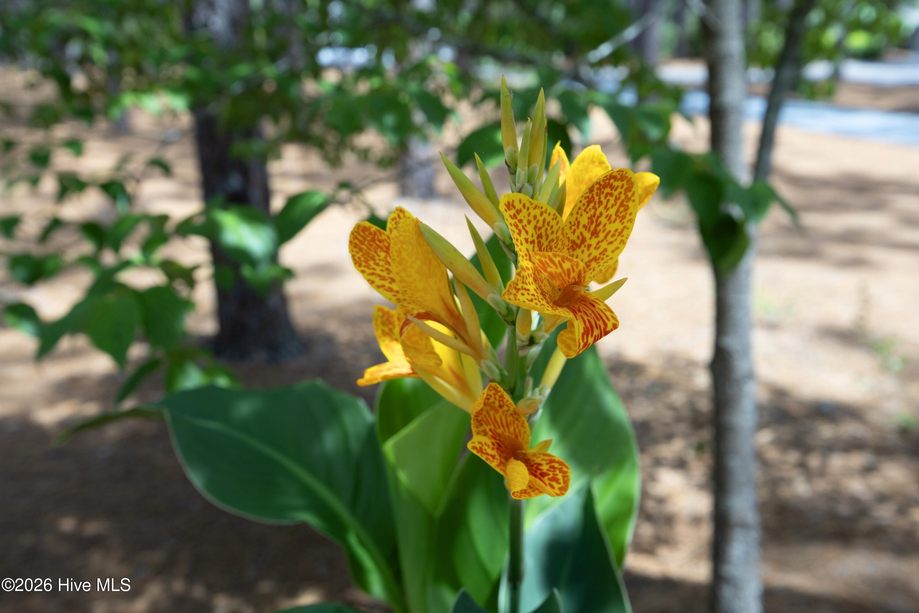 56Flower