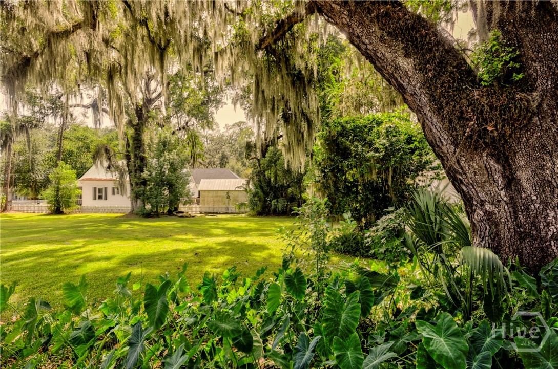 Cleared lot with mature oaks draped in Spanish moss