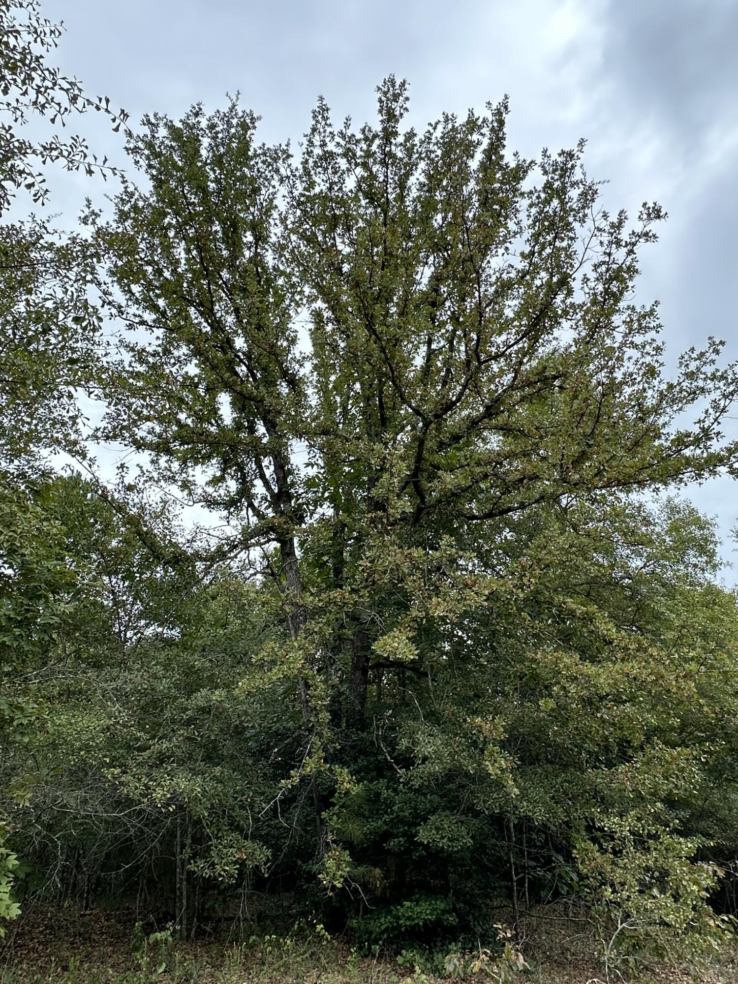 Homes for sale in Louisville, GA | 0-36 Nelson Ct, Louisville, GA 30434 | MLS# 533736