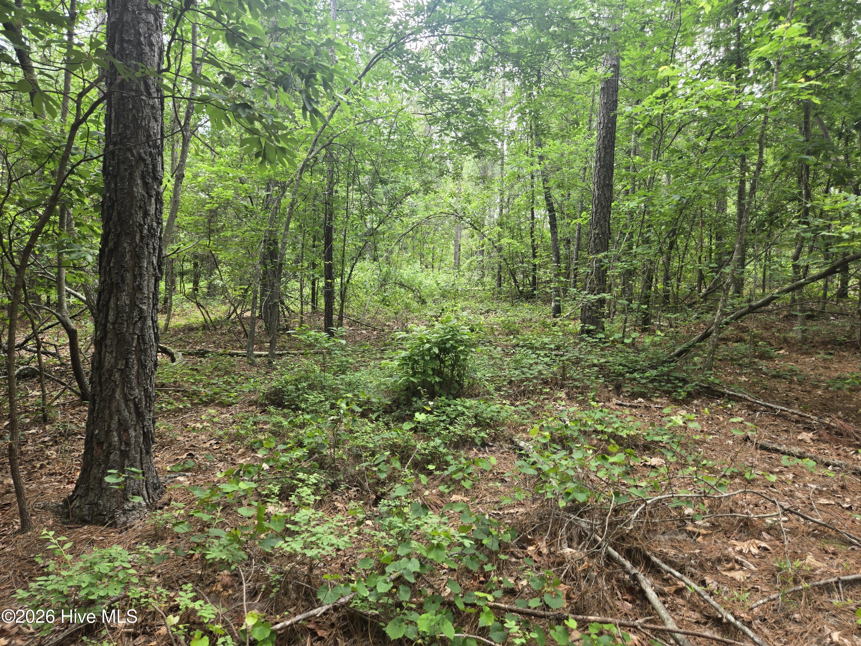 Tract 14 Belford Church Road, Jackson Springs, NC 27281 Listing Photo  25