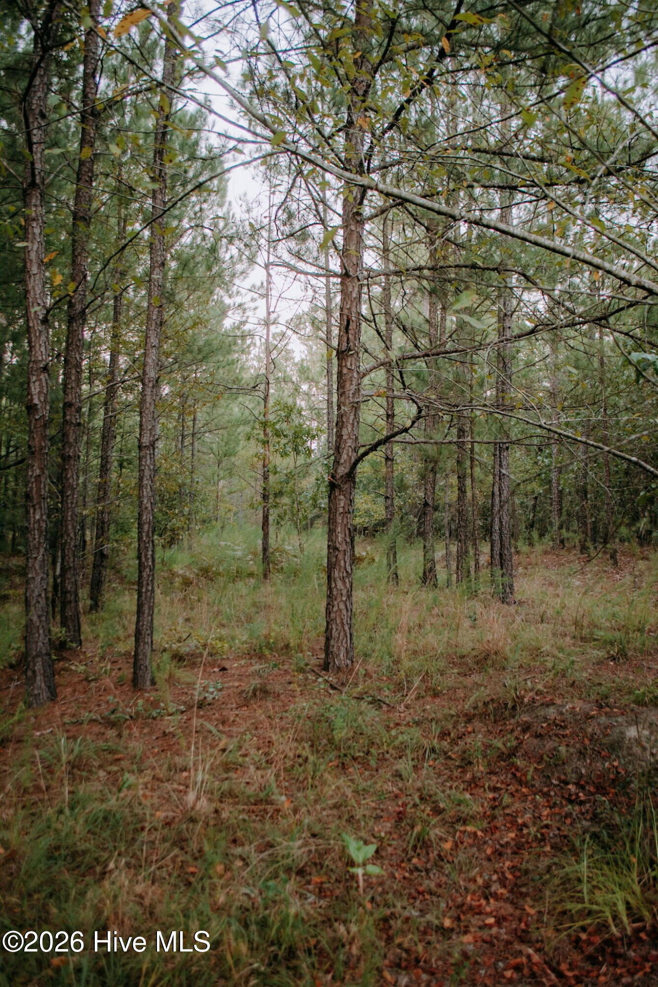 100605535 | Photo 2