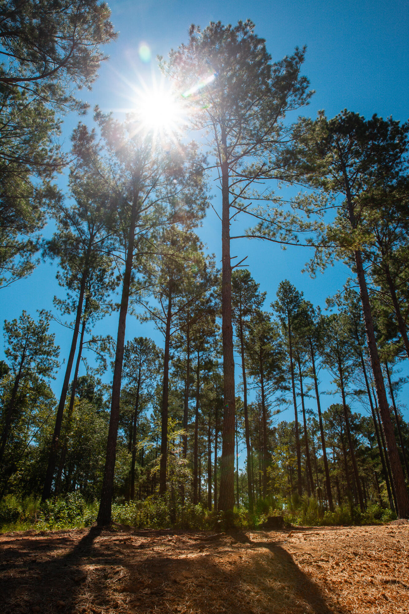 128 Beagle Chase Drive, Appling, GA, 30802