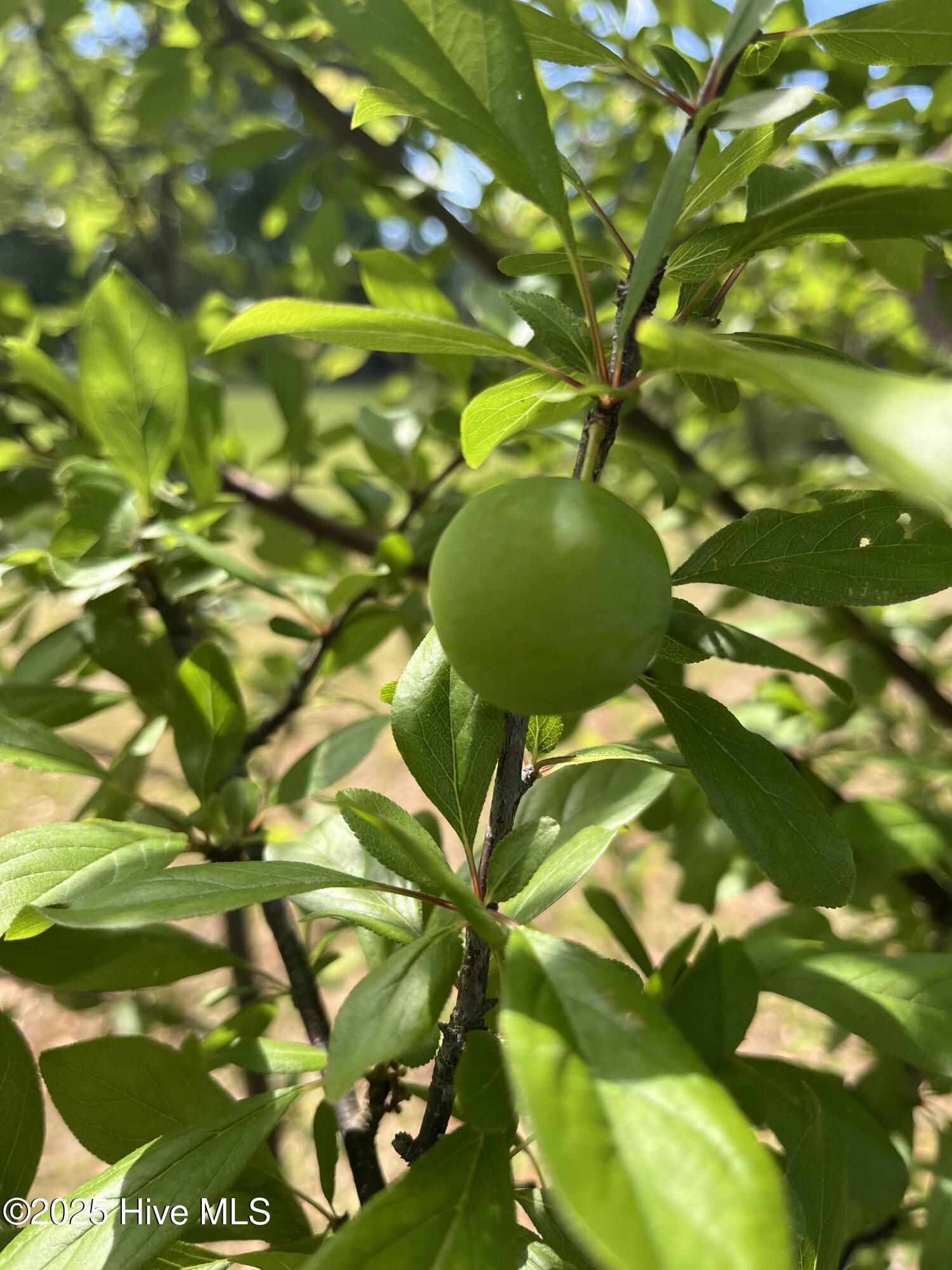 100499907 | Photo 27