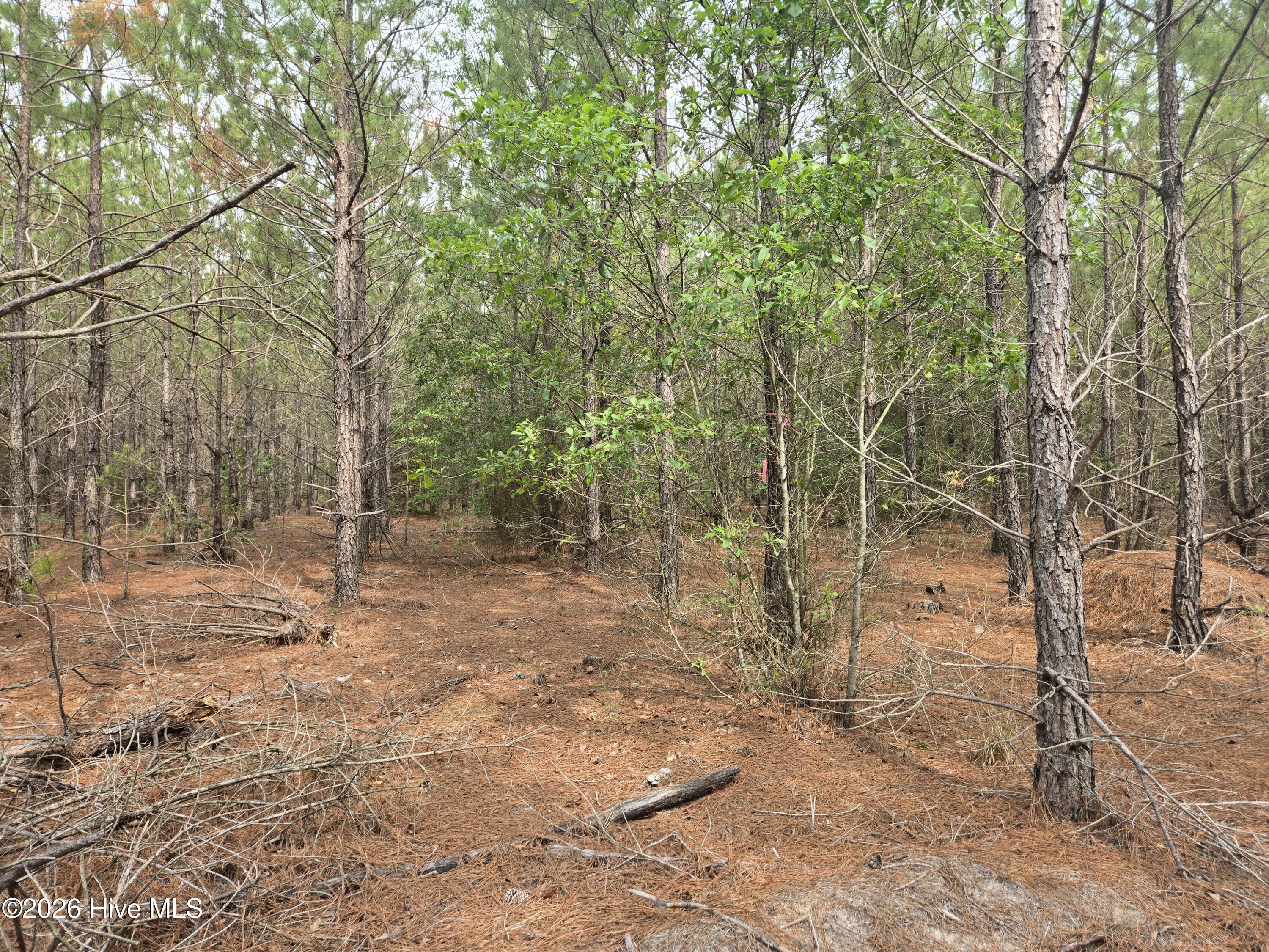 Tract 14 Belford Church Road, Jackson Springs, NC 27281 Listing Photo  20