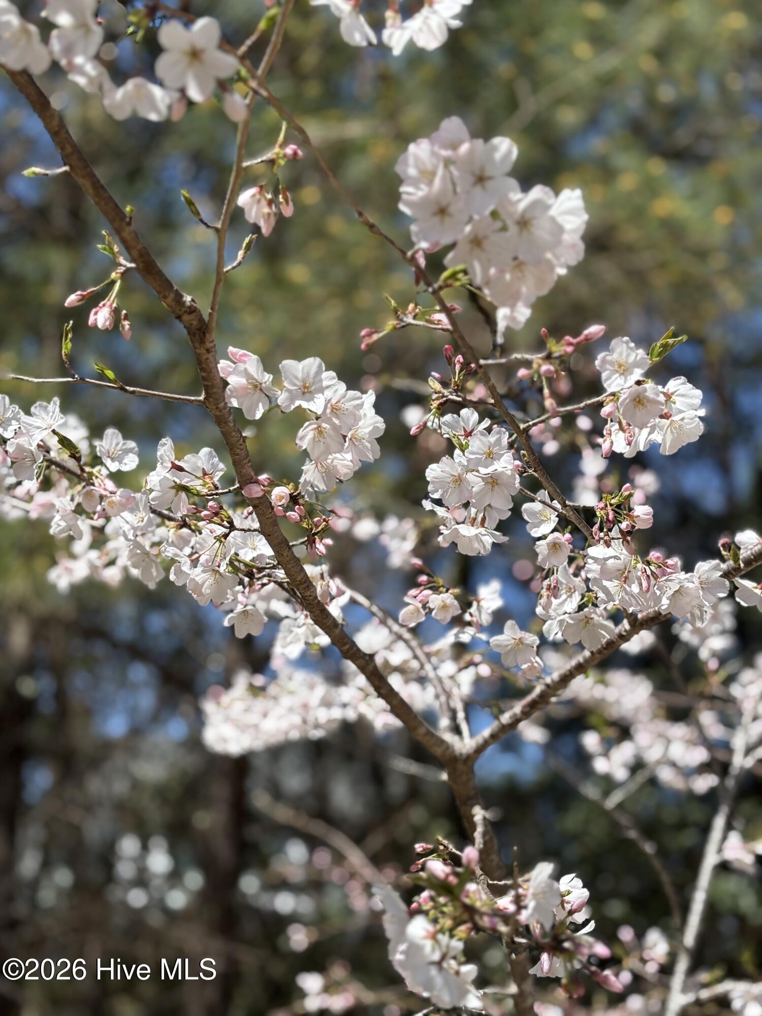 100560491 | Photo 13