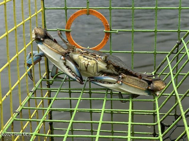 Caught off the pier
