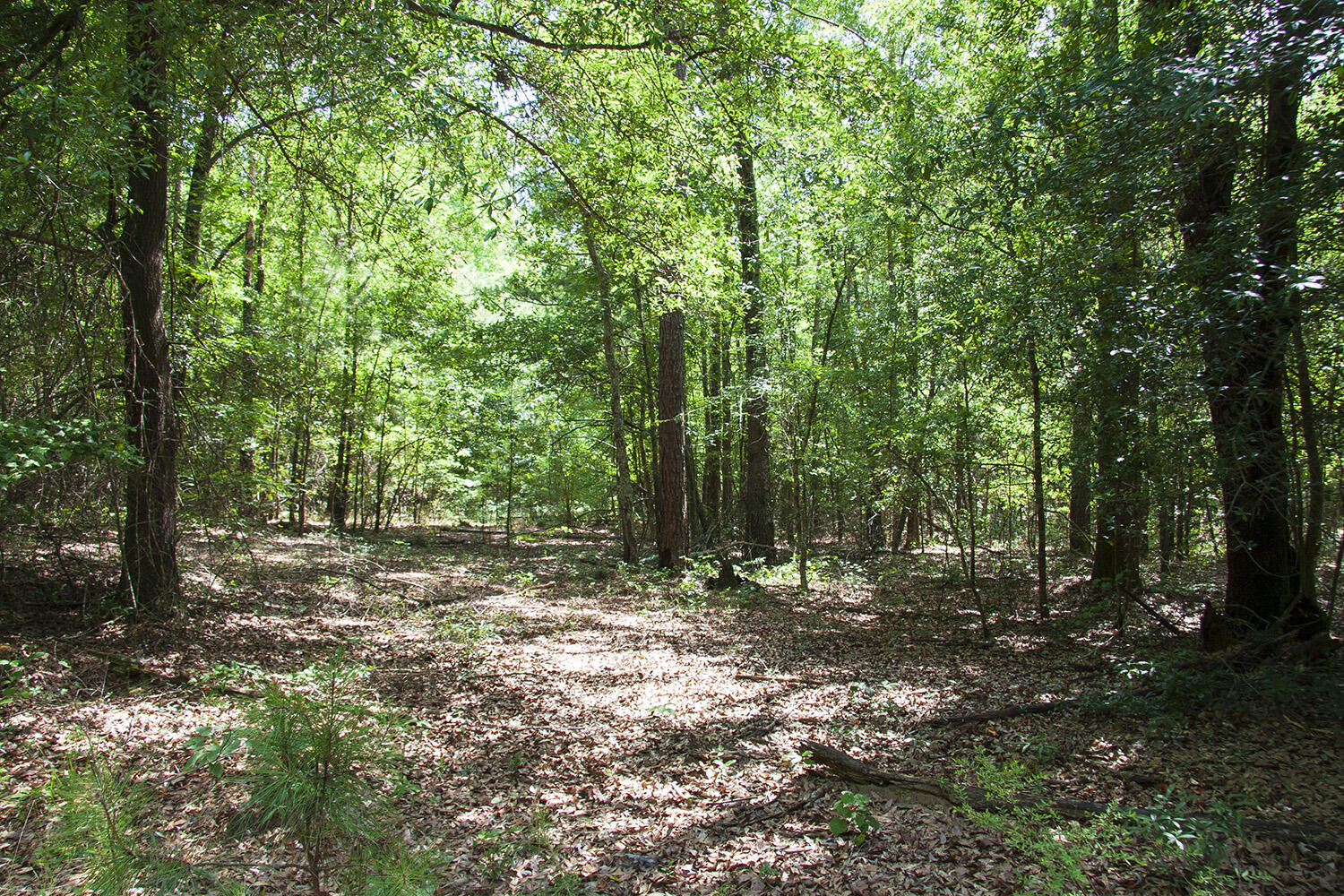 1515D HEPHZIBAH - MCBEAN Road, Hephzibah, GA, 30815