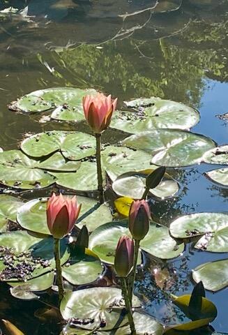 Natures Beauty