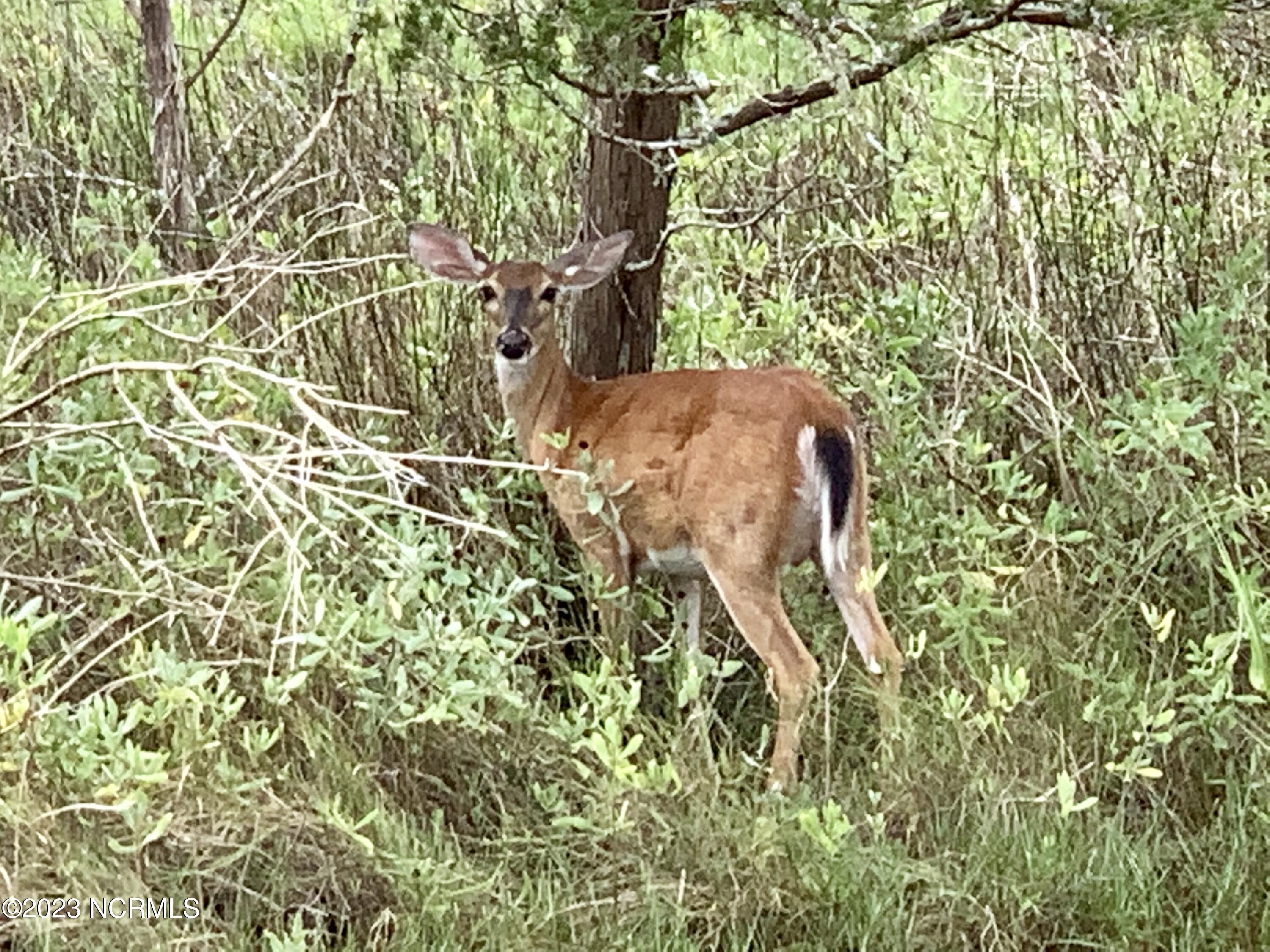 100388234 | Photo 40