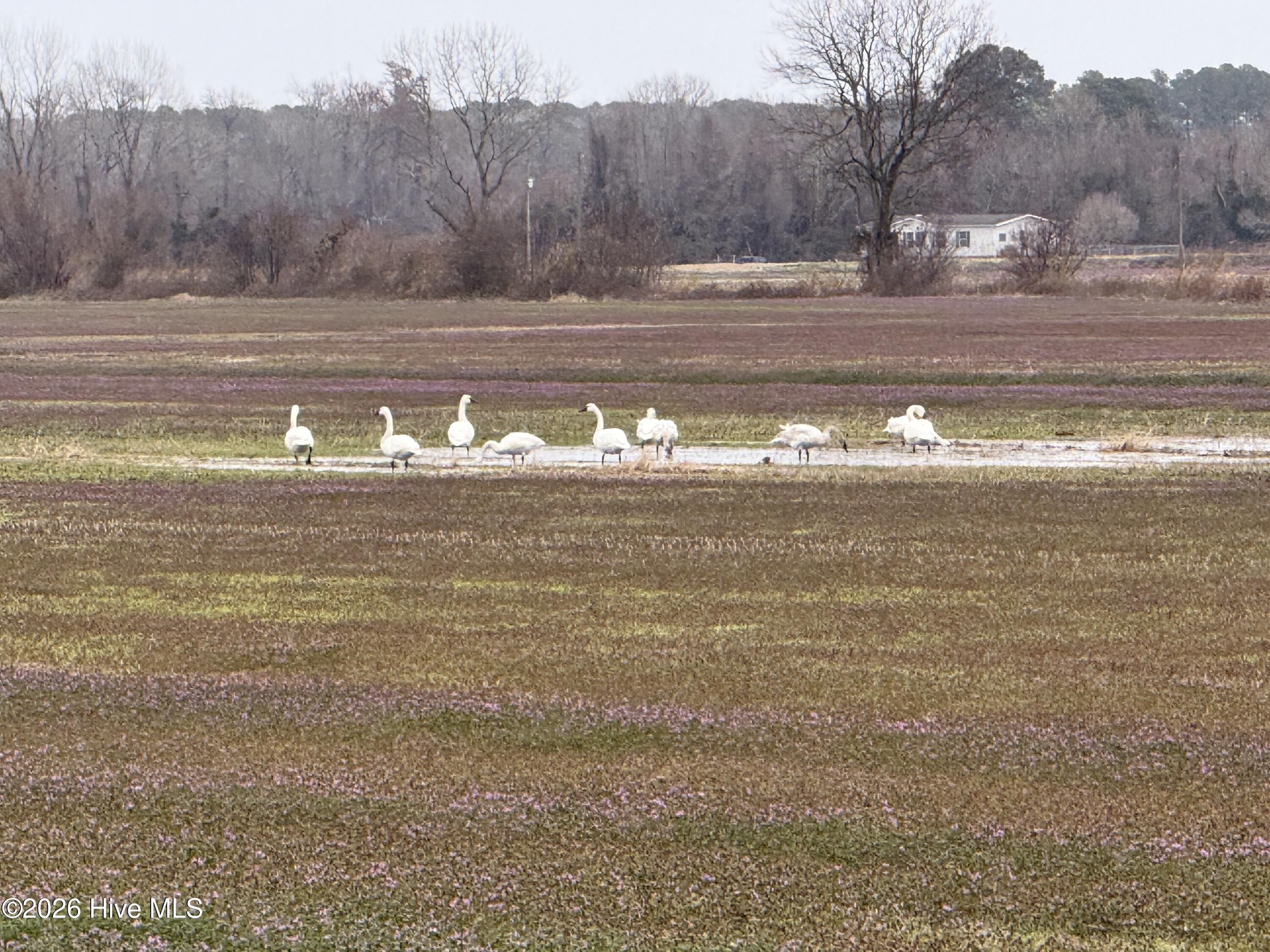 Homes for sale in Pantego, NC | 0 Nc 99, Pantego, NC 27860 | MLS# 100555818