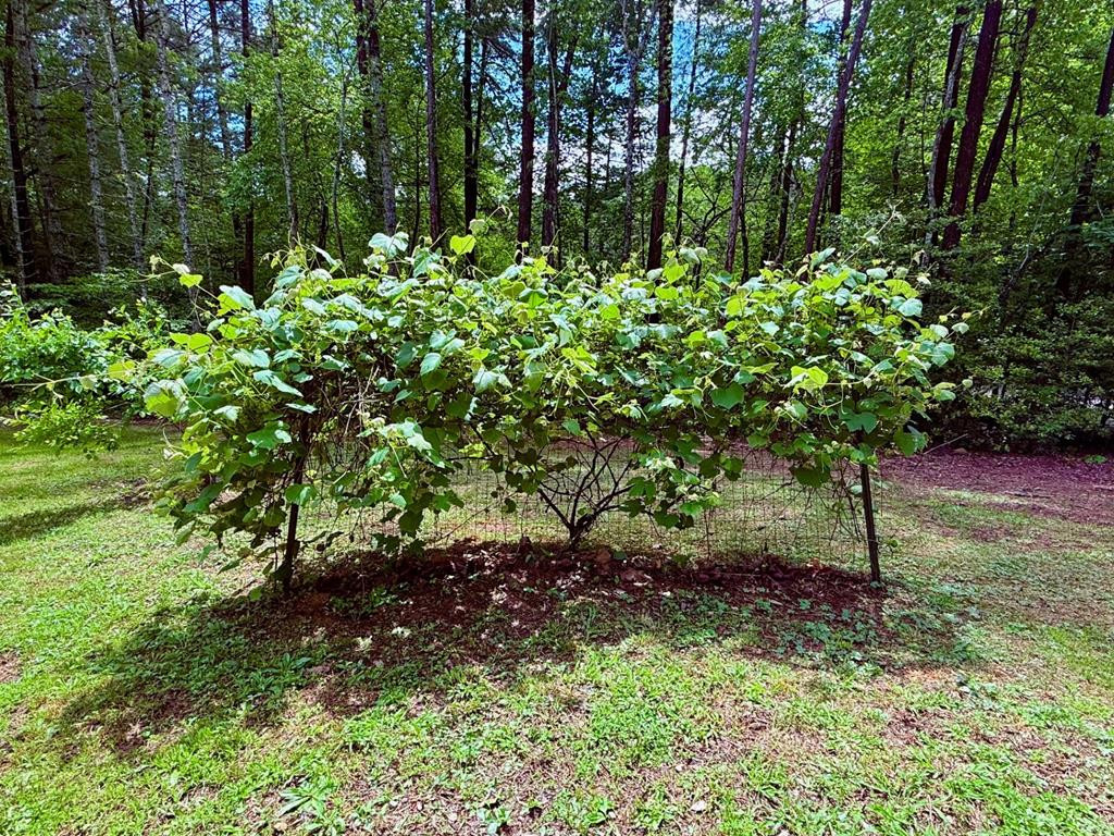 Grape Vines