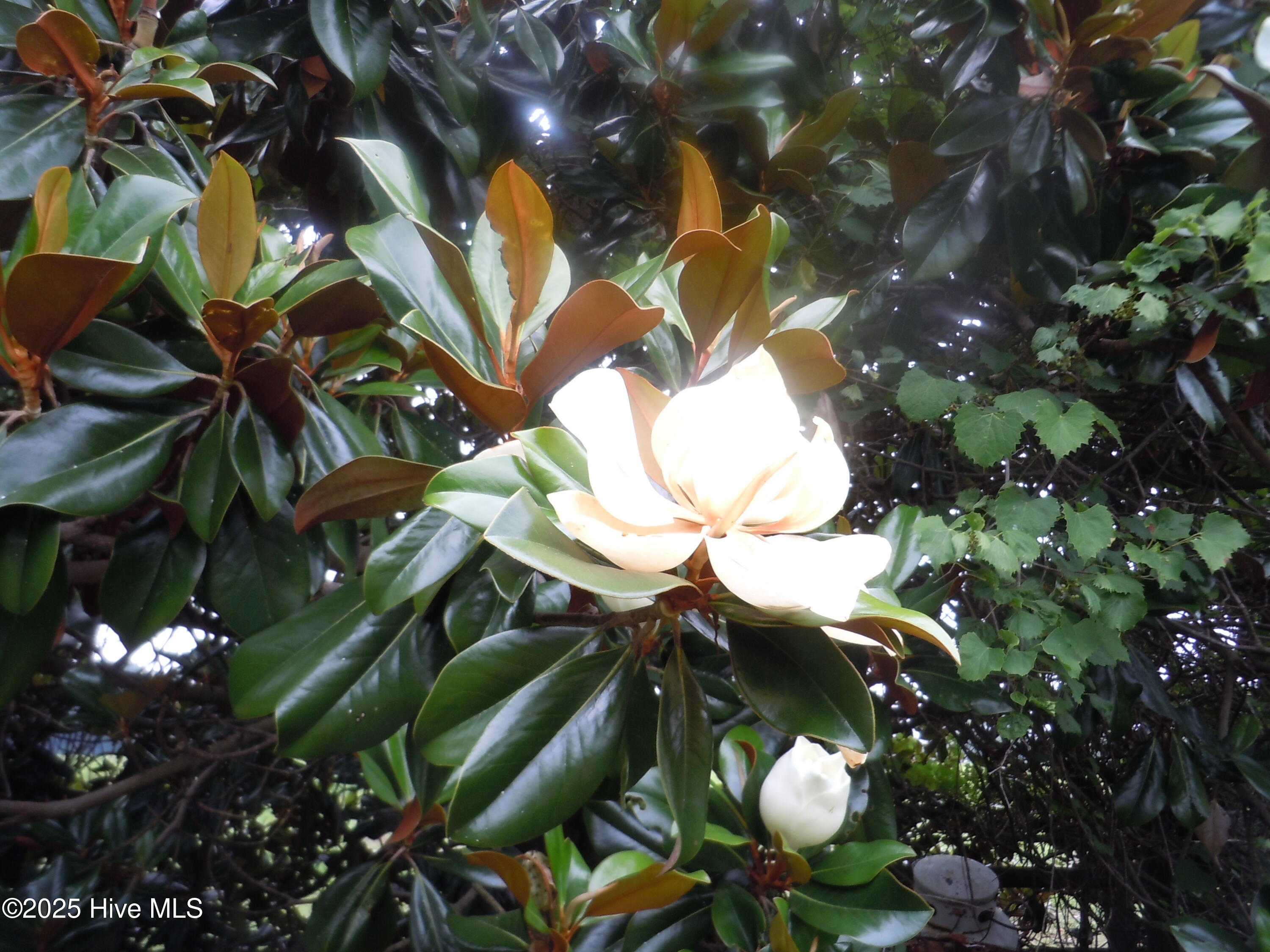 100533053 | Photo 72