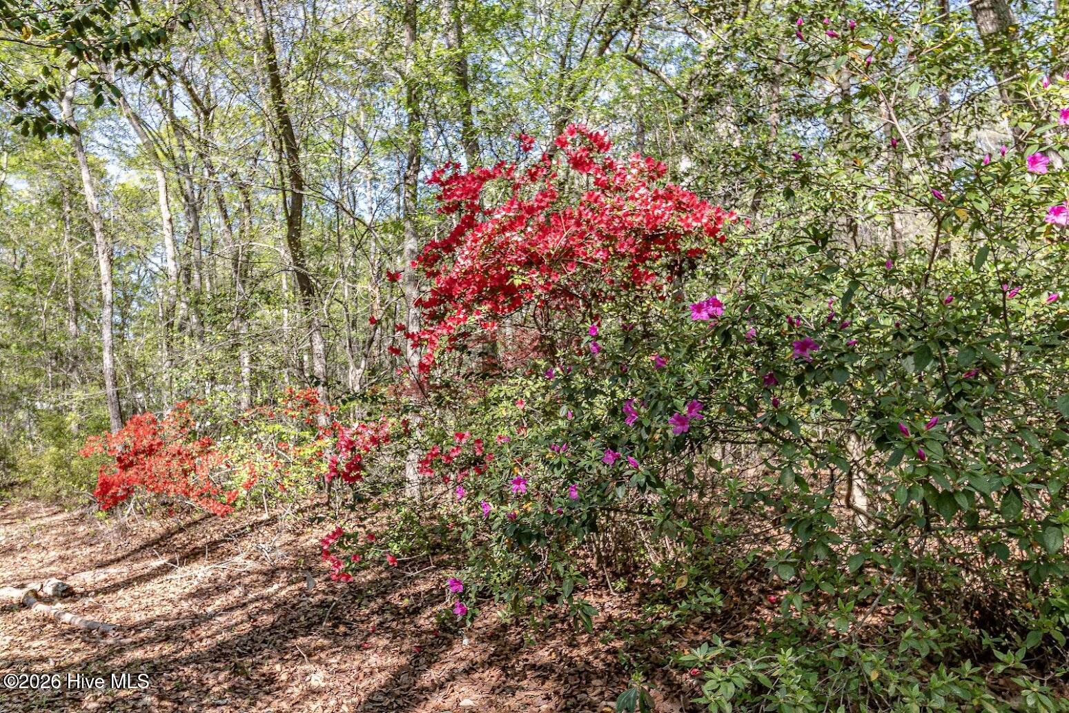 azaleas