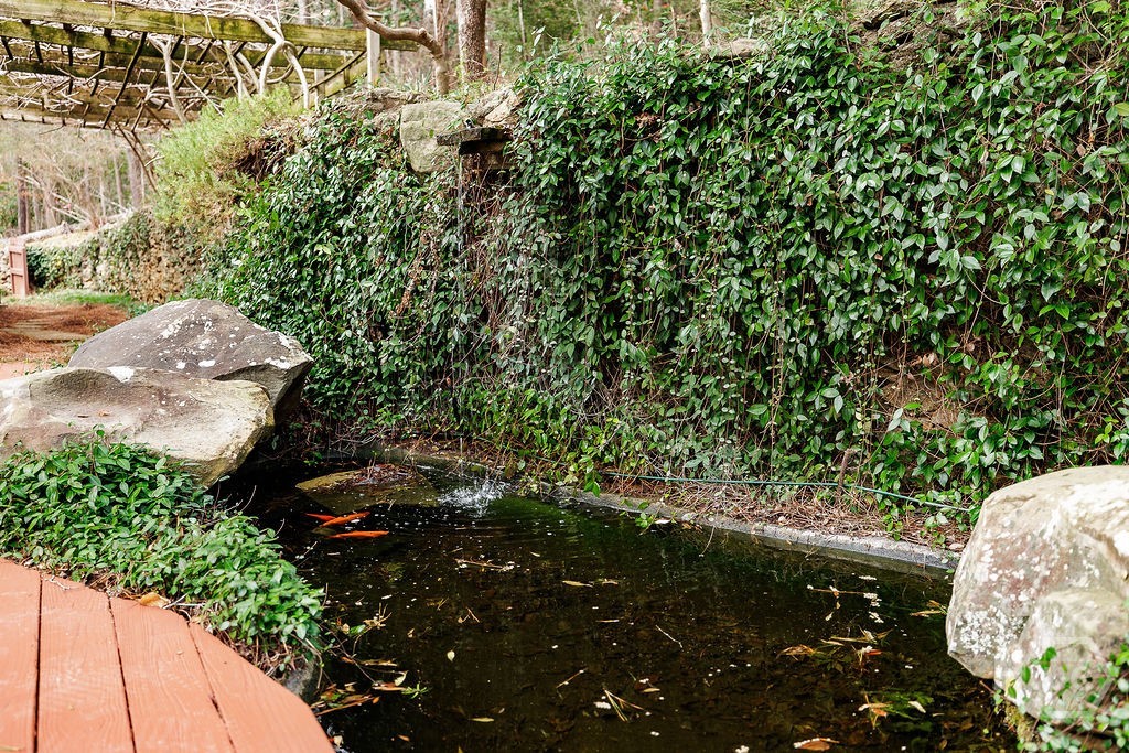 Koi pond with Koi!