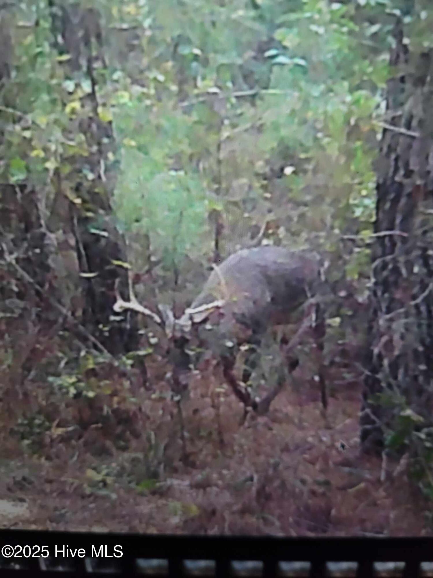 Homes for sale in Maysville, NC | Tbd Catfish Lake Rd, Maysville, NC 28555 | MLS# 100526381