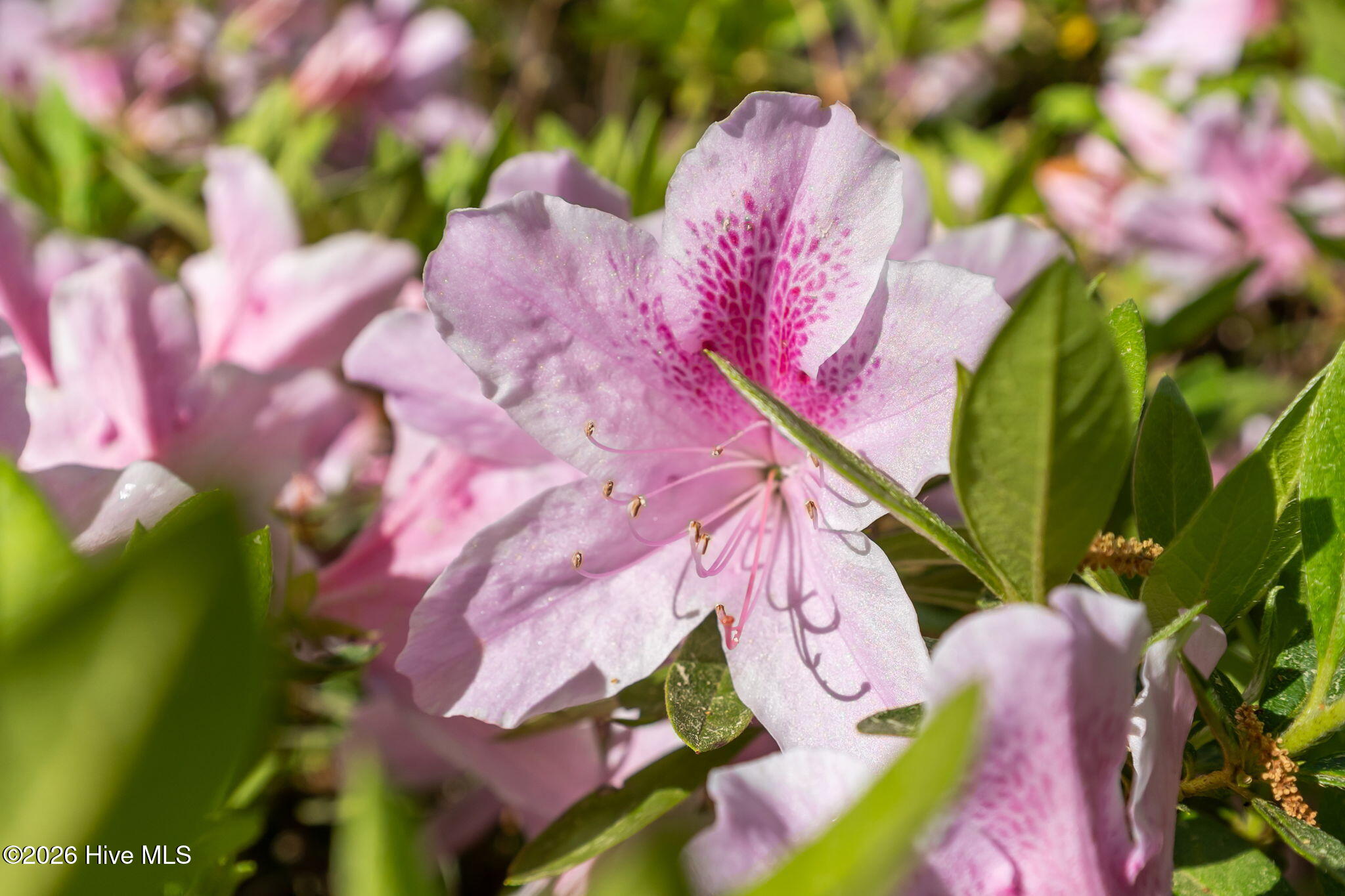 100556874 | Photo 12