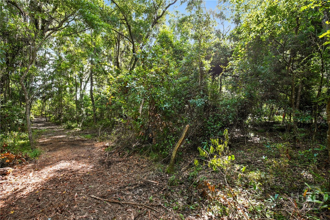 Path leading towards the marsh