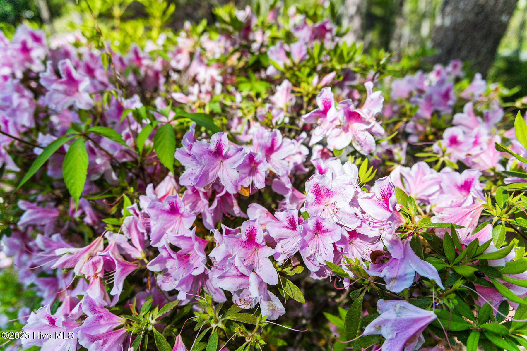 100495433 | Photo 10