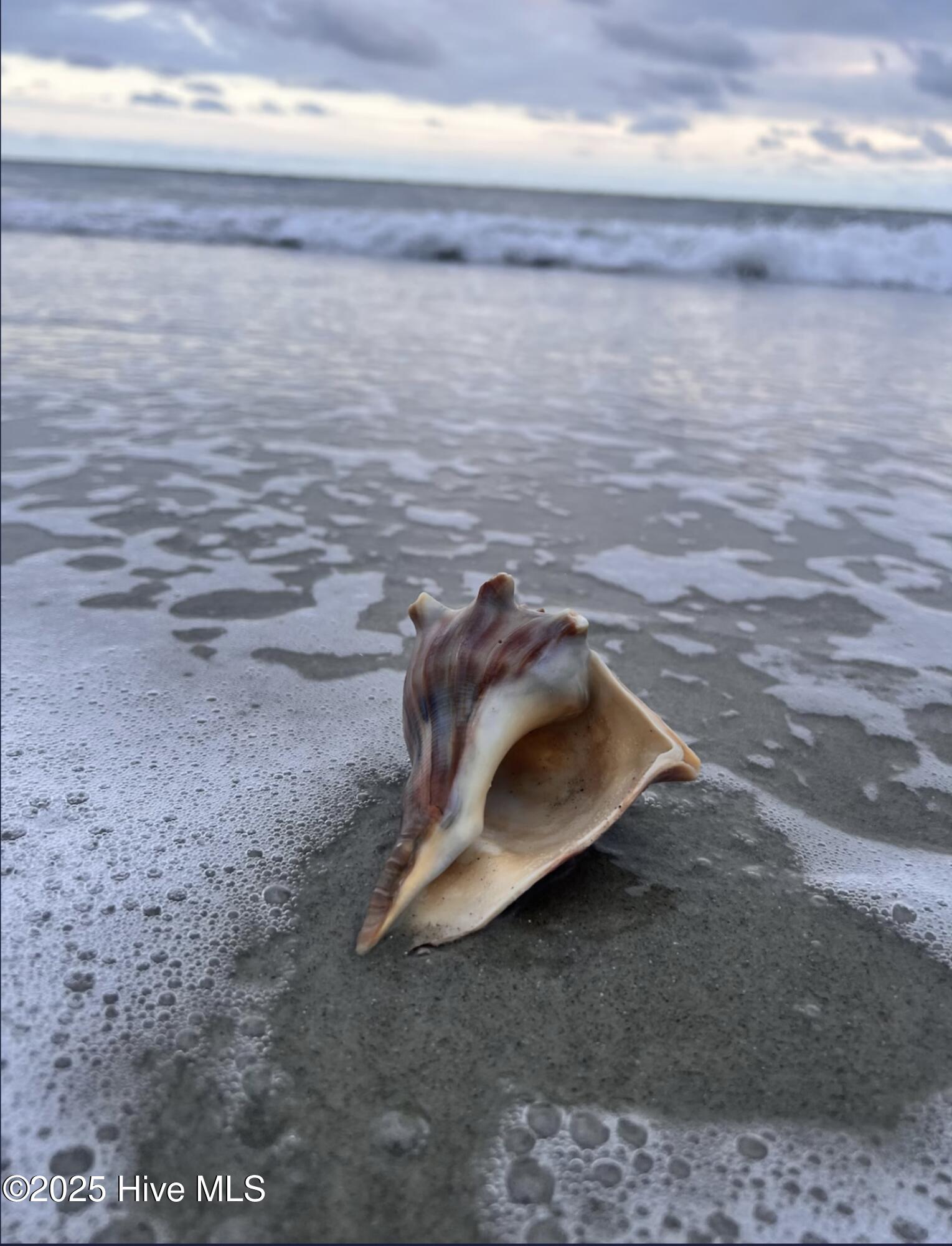 100537146 | Photo 62