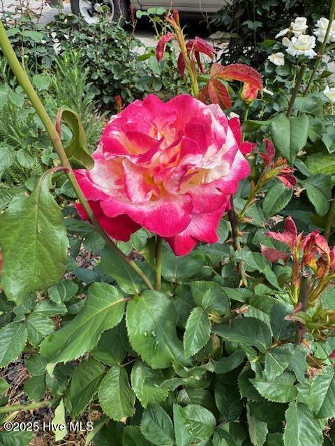 100513257 | Photo 66