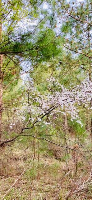 2405 HWY 88, Hephzibah, GA, 30815