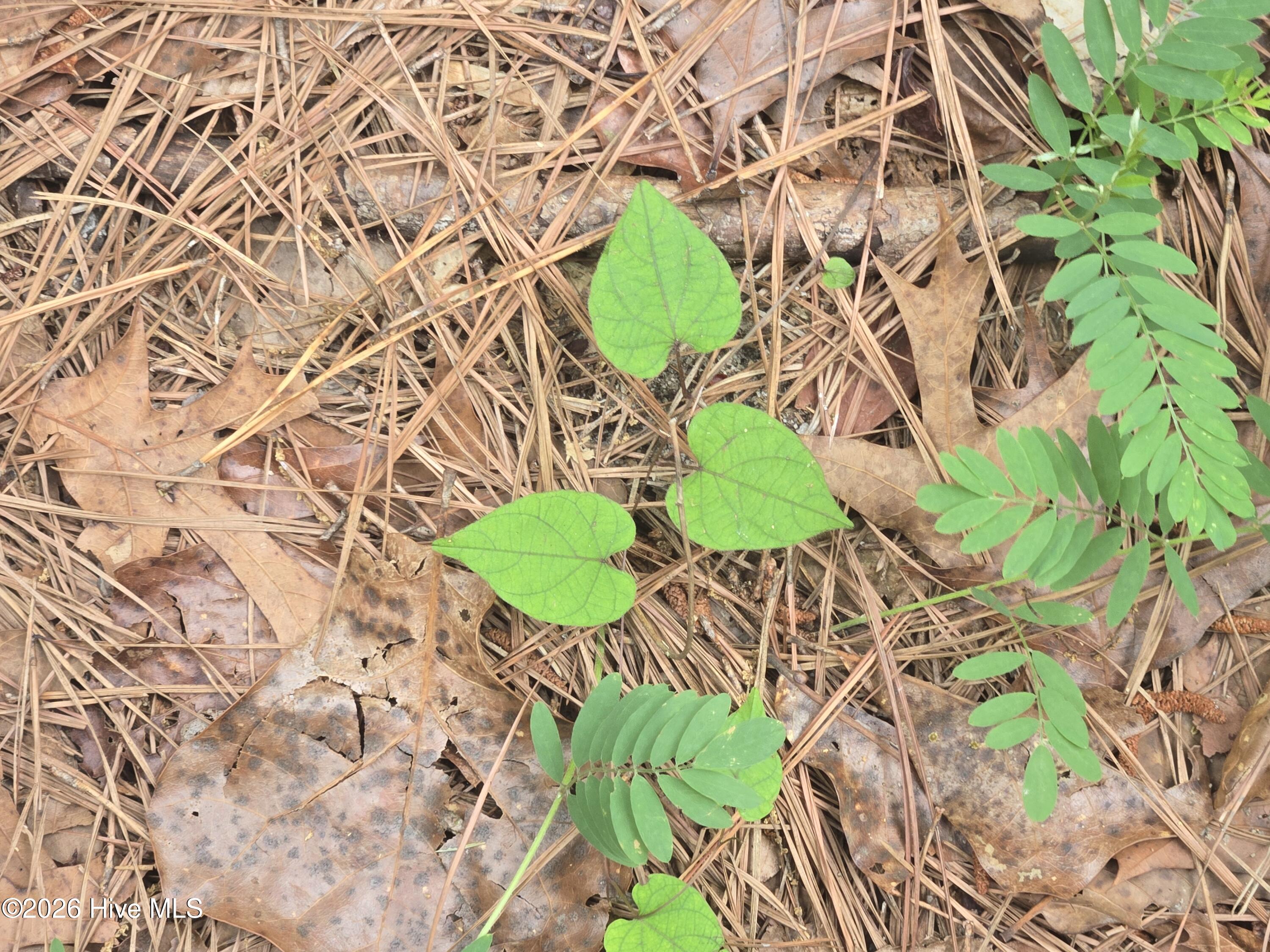 Tract 14 Belford Church Road, Jackson Springs, NC 27281 Listing Photo  30