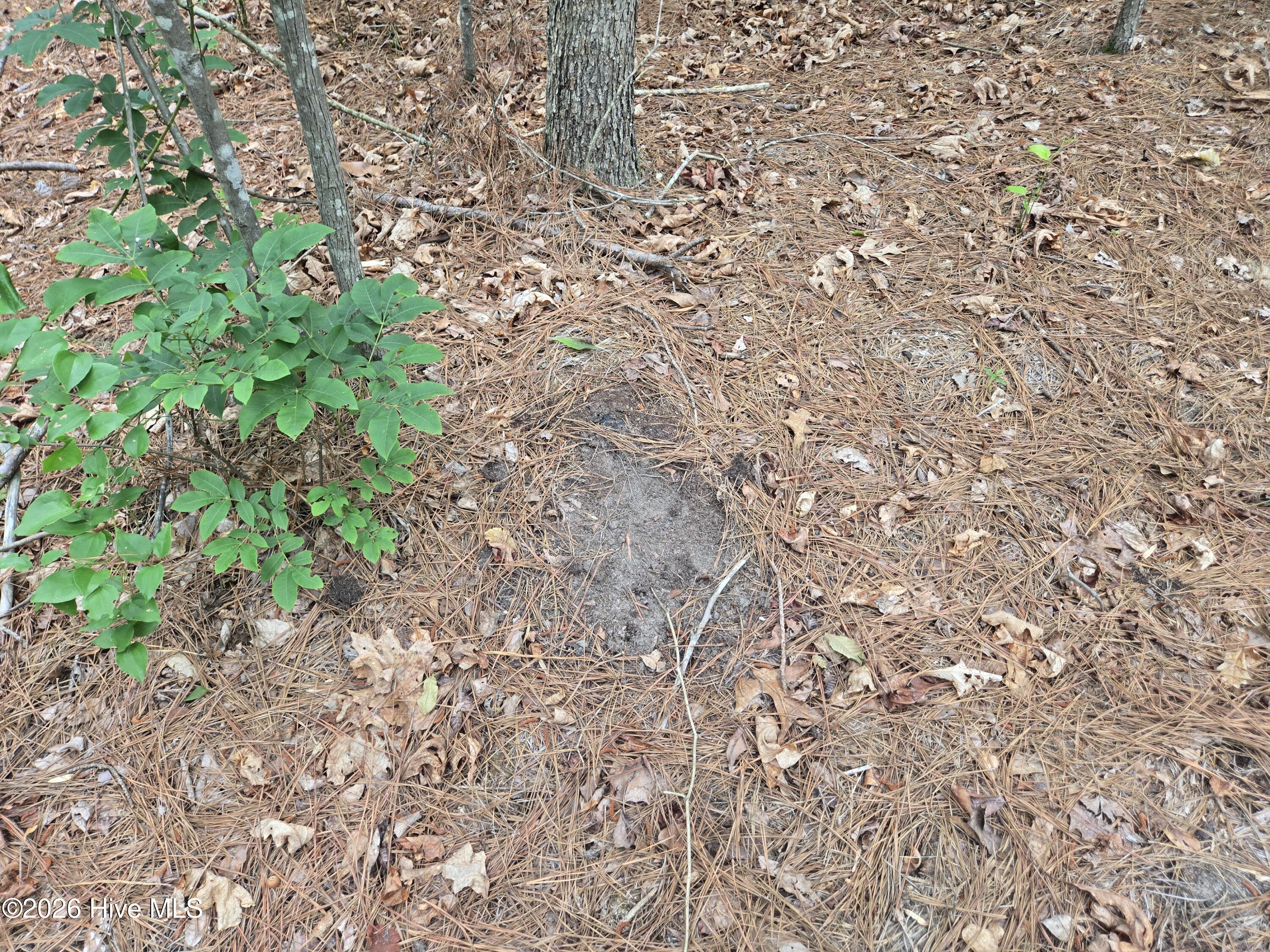 Tract 14 Belford Church Road, Jackson Springs, NC 27281 Listing Photo  14