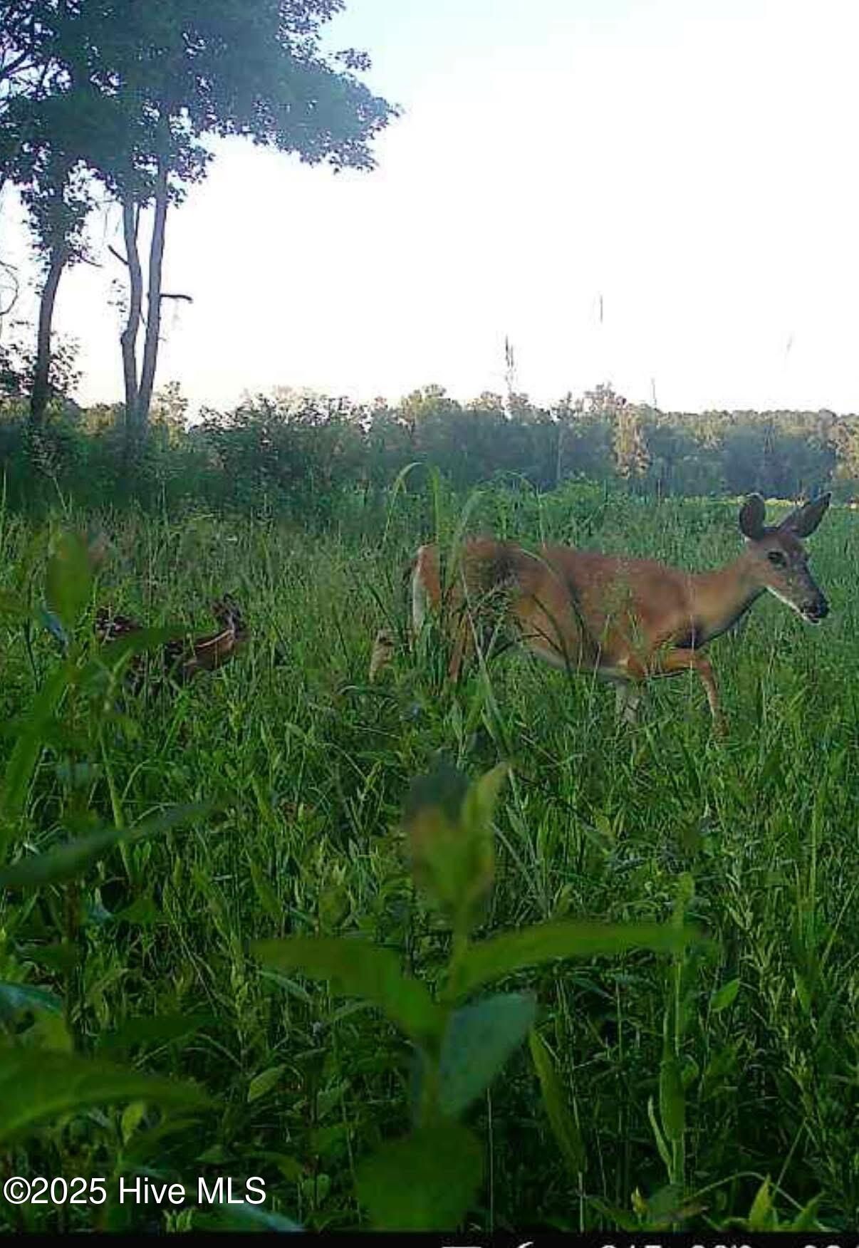 146 Cherry Street, Cerro Gordo, NC, 28430