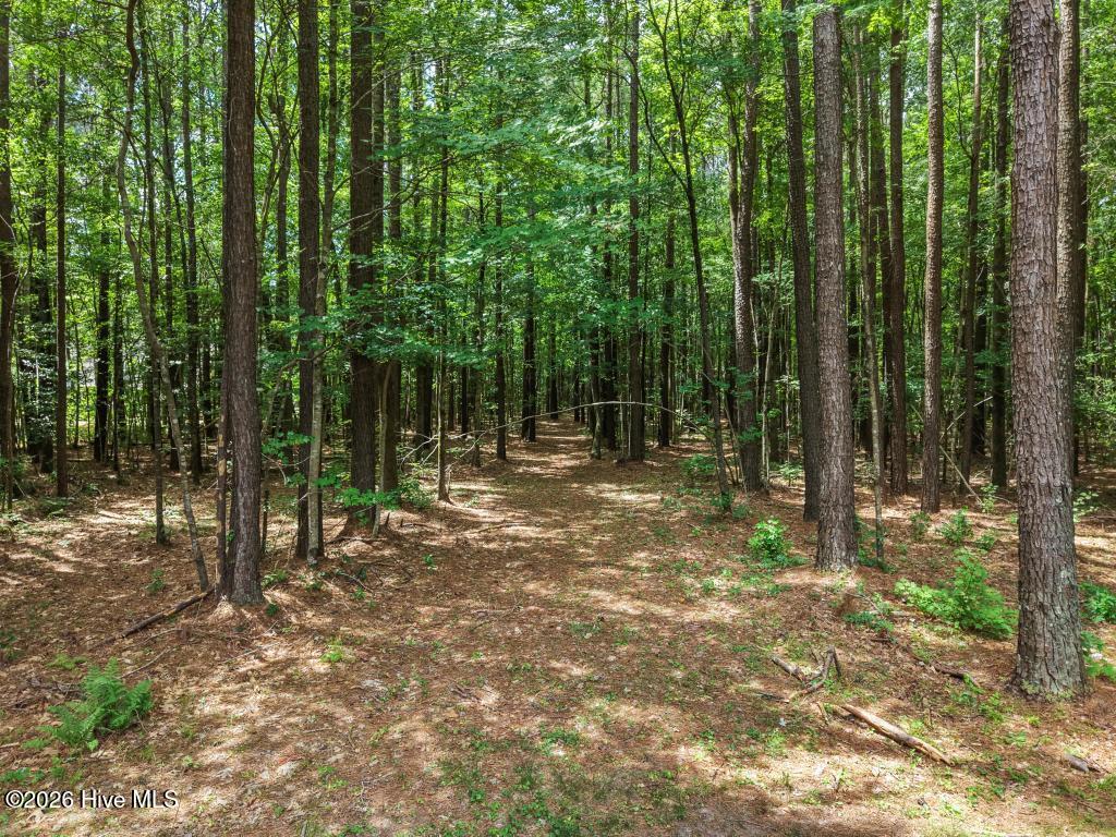 Path into the woods, finish clearing to the water!